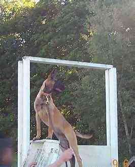 Belgian Shepherds Dog-A Handler working a young dog on Baden's Agility Course: