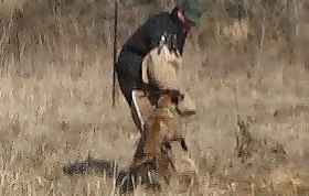 Belgian Shepherds Dog-On land taking out the suspect.