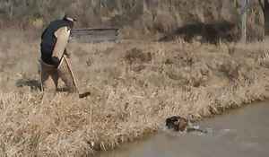 Belgian Shepherds Dog-Swimming across water to take out suspect..