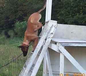 Belgian Shepherds Dog-Climbing Down Again.