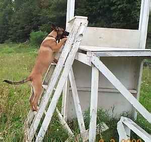 Belgian Shepherds Dog-Starting the Climb.