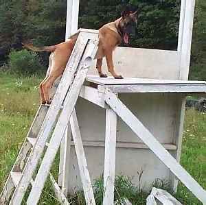 Belgian Shepherds Dog-Reaching the Top.